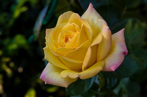 Şu Kur'an Allah'ın ziyafet sofrasıdır