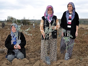 Dikilen zeytin fidanları için en az 10 yıl gerekiyor