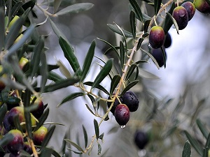 Zeytin ağacı sayısı 10 yılda yüzde 56 arttı