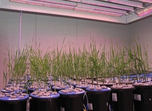 Toprak yerine suda bitki yetiştiriyorlar