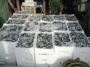 Hamsi ve Palamut İçin Salamura Sezonu Başladı