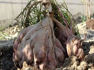 22 kiloluk patates rekor kıracak