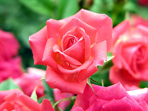 Ahirzamanda insanlara para pul gerekecek, ta ki...