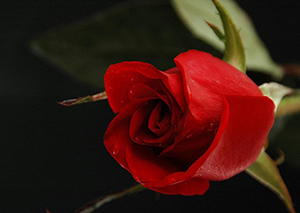 İki kişi gizlice konuşuyorlarsa, aralarına girme