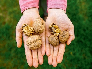 Ceviz, Alzheimer hastalığına çare