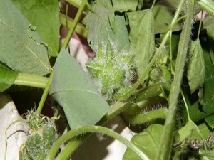 Bu bitki Karadeniz'i tehdit ediyor!