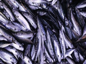 Tanesi 1 liraya düştü!