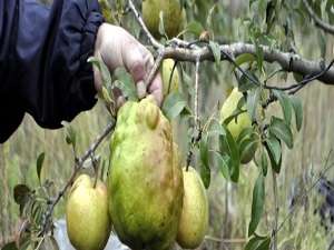Kavun büyüklüğünde armut