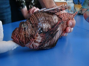 Bu balık türlerine dikkat!