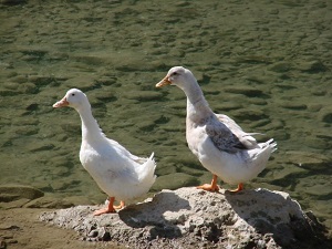 İngiltere'de kuş gribi vakası