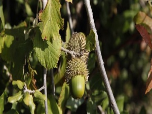 Şeker hastalarının dermanı meşe palamudu