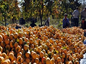 Cennet elması hasatı başladı