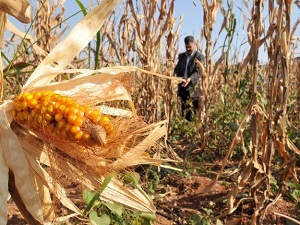 Tarlada kalan 17 milyar lira