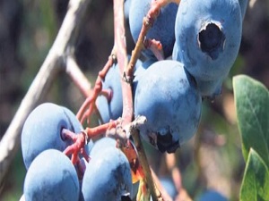 Yüzyılın meyvesi: Maviyemiş