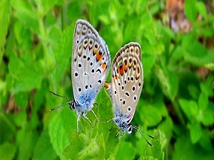 Kelebeklerin ömrü bir gün değil