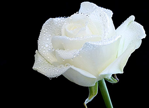 Allah kibirli hakkında şöyle buyurur