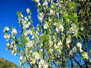 Şaşırtan görüntü! Ağaçlar çiçek açtı!