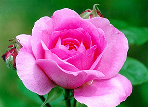 Allah'a en sevimli amel vaktinde kılınan namazdır