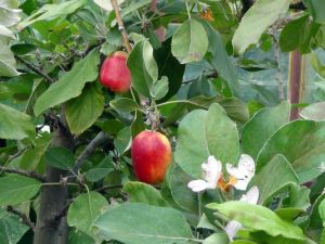 Dört Mevsim Dalından Elma