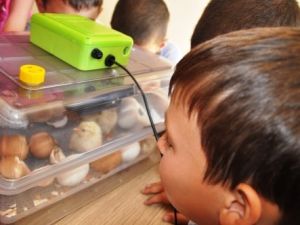 Öğrenciler, Kuluçka Makinesinde Civciv Çıkardı