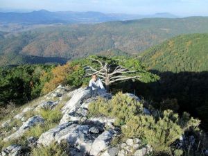 Kazdağları'nda 3 Asırlık Çam Ağacı