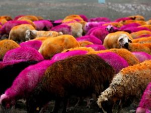 Boyalı Koyunlar Karadağ Zirvesini Renklendirdi