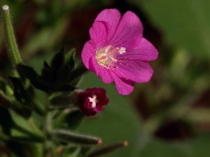 İdrar Kaçırma Probleminden Yakı Otu ile Kurtulun