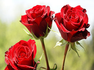 Allah bana insanlarla güzel geçinmemi de emretti