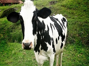 İneğin gazıyla elektrik üretecekler