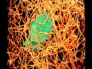 Canlı bir hücre ilk kez böyle görüntülendi