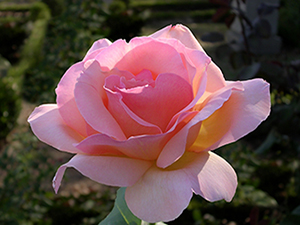 Şeytanın en az yaklaşabildiği saf birinci saftır