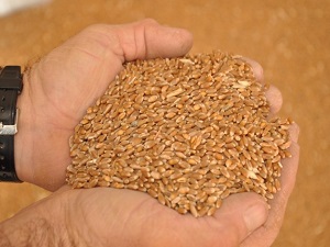 Türkiye'nin tohumları Gen Bankası'nda toplanıyor