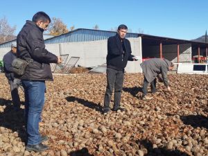 15 Milyon Sedir Tohumunu Toprakla Buluşacak