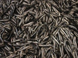 Balıkçının Yüzünü Karadeniz Hamsisi Güldürüyor