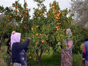 Mandalina bol olunca üretici isyan etti!