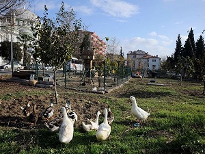 Çanakkale'de mini hayvanat bahçesi