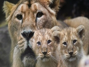 Dünya yeni kitlesel yok oluşa hazırlanıyor