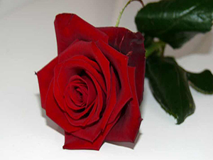 İslamın en sağlam kulpu şudur