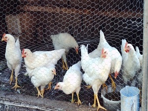 İneklerden sonra sıra tavuklarda!