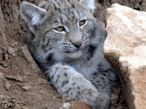 Yaralı Vaşak Kurtarılamadı