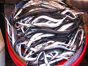 Karadeniz'de zargana bereketi