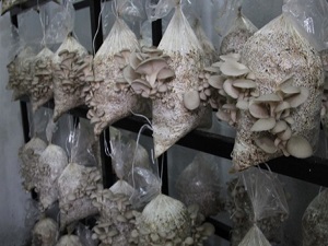 Fındık zulufu ve çay lifinden mantar üretiyorlar