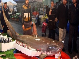 Dev köpek balığı pazara indi