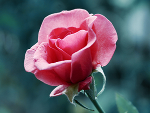 Ümmetimin yaşlılarına saygı göstermek