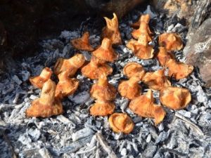 Mantar Köylülerin Geçim Kaynağı Oldu