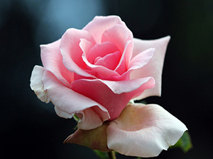 En hayırlınız, eli altındakilere en hayırlı olandır