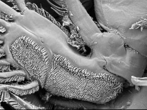 Türk Bilim Adamları Yeni Bir Parazit Türü Saptadı