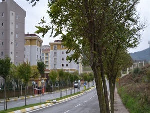 Bu ilçede artık o ağaç dikilmiyor