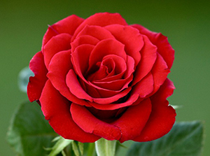 Fatiha Suresi her hastalığa karşı şifadır