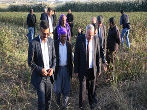 Gece sulaması pamukta verimi artırdı